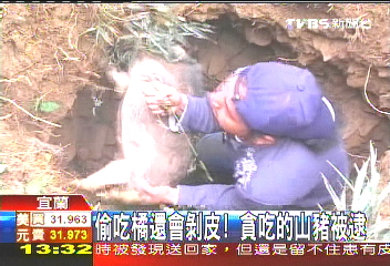 偷吃橘還會剝皮　貪吃的山豬被逮