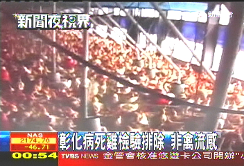 彰化病死雞檢驗排除 非禽流感