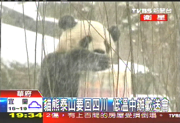 貓熊泰山要回四川　低溫中辦歡送會