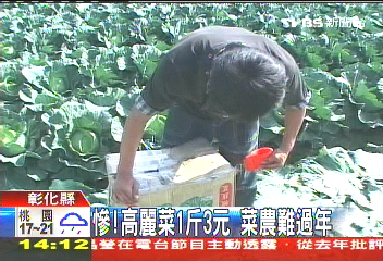 慘!高麗菜1斤3元 菜農難過年