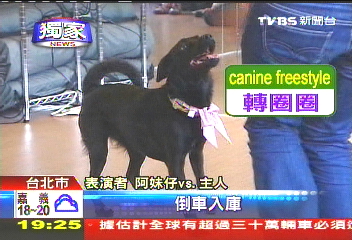 〈獨家〉「舞狗」厲害 與愛犬共舞新休閒發燒