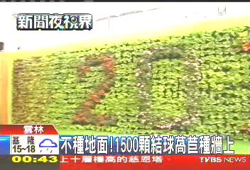 不種地面! 1500顆結球萵苣種牆上