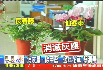 〈獨家〉「消灰塵、除甲醛」 過年花草幫清毒