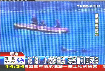 「鯨」險！小虎鯨擱淺　海巡署引回深海