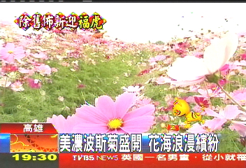 美濃波斯菊盛開　花海浪漫繽紛