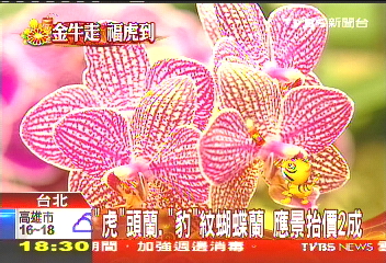 「虎」頭蘭、「豹」紋蝴蝶蘭 應景抬價2成