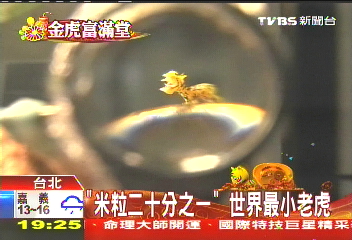 「米粒1/20」 世界最小老虎