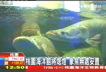桃園海洋館將熄燈　象魚無處安置