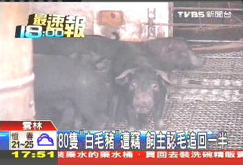 80隻「白毛豬」遭竊 飼主認毛追回一半