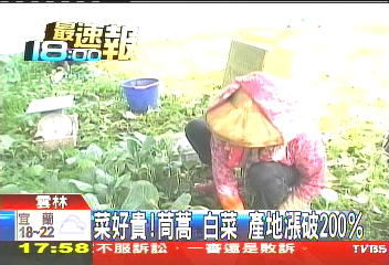 菜好貴! 茼蒿、白菜產地漲破200%