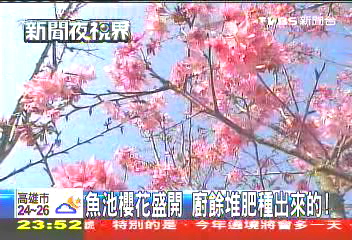魚池櫻花盛開 廚餘堆肥種出來的