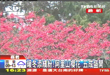 暖冬添繽紛!阿里山櫻花 5成盛開