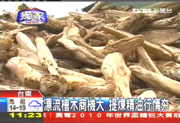 〈獨家〉漂流檜木商機大 提煉精油行情Hot