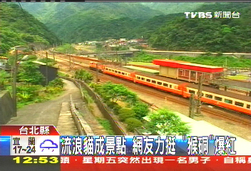 流浪貓成景點　網友力挺「猴硐」爆紅