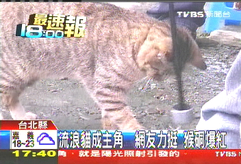 流浪貓成主角! 猴硐因貓爆紅