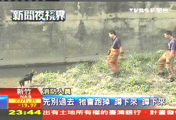 遭人惡意遺棄？　狗困沙洲險滅頂