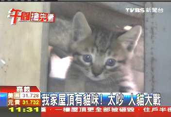 我家屋頂有貓咪　太吵！人貓大戰