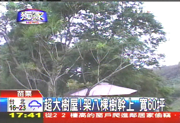 〈獨家〉超大樹屋!架8棵樹幹上 寬60坪
