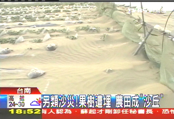 另類沙災!果樹遭埋 農田成「沙丘」