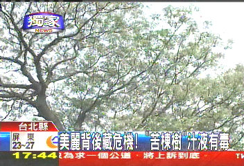 〈獨家〉美麗背後藏危機! 「苦楝樹」汁液有毒
