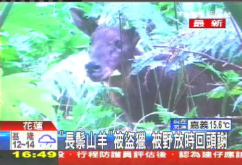 「長鬃山羊」被盜獵　被野放時回頭謝