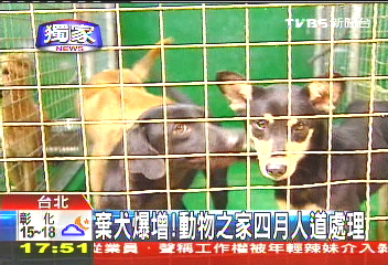 〈獨家〉棄犬爆增! 動物之家四月人道處理