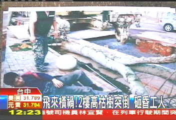 飛來橫禍！2樓高枯樹突倒　砸昏工人