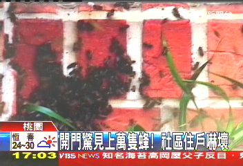 開門驚見上萬隻蜂! 社區住戶嚇壞