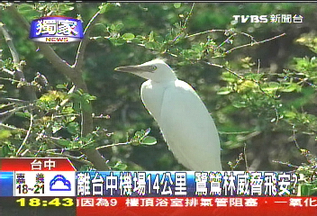 〈獨家〉離台中機場14公里 鷺鷥林威脅飛安?
