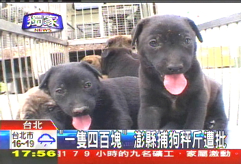 〈獨家〉「一隻400元」　澎湖縣捕狗秤斤遭批