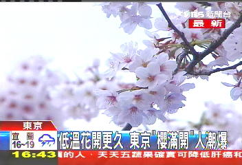 從東京開到深山 日本「櫻滿開」人潮爆