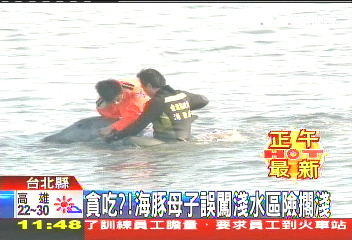 貪吃？　海豚母子誤闖淺水區險擱淺