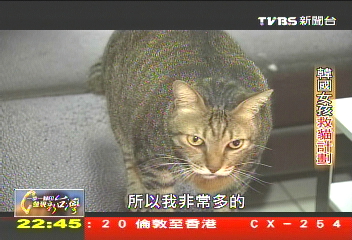 【一步一腳印】守護流浪貓天使 無私奉獻心力