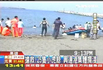 搶救！25隻小虎鯨　興達港集體擱淺