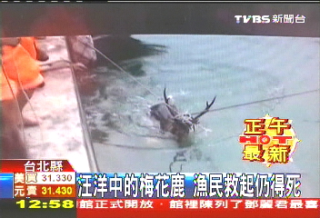 汪洋中的梅花鹿 漁民救起仍得死