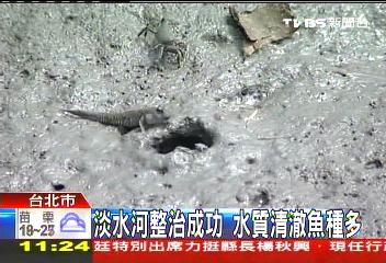 淡水河整治成功 水質清澈魚種多