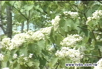 全台進入桐花季！　各地爆賞花車潮