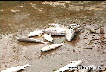 〈獨家〉魚群突集體暴斃 市府:基隆河缺氧