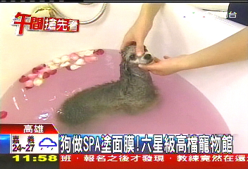 狗做SPA塗面膜! 六星級高檔寵物館