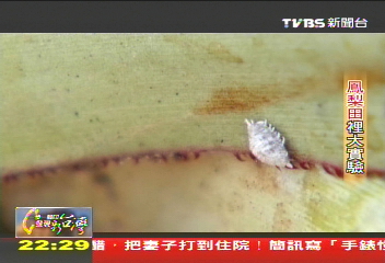 【一步一腳印】因有機學更多！　鳳梨田裡大實踐