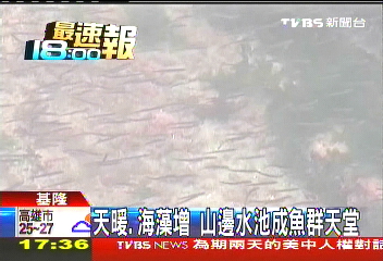 天暖、海藻增　山邊水池成魚群天堂