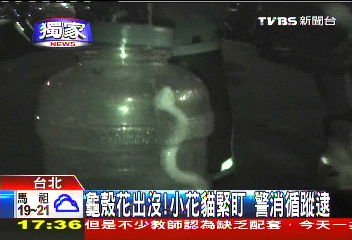 〈獨家〉龜殼花出沒！小花貓緊盯　警消循蹤逮