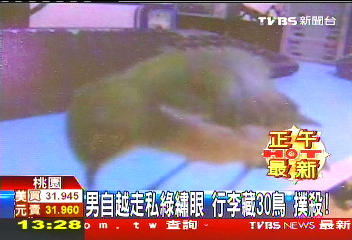 男自越走私綠繡眼 行李藏30鳥撲殺!