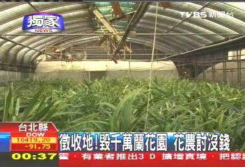 〈獨家〉徵收地!毀千萬蘭花園 花農討沒錢