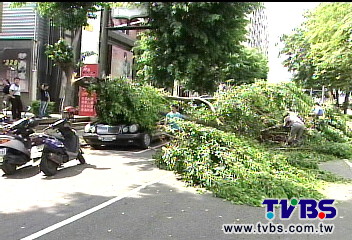 〈獨家〉強風吹斷黑板樹　轎車停路邊遭殃