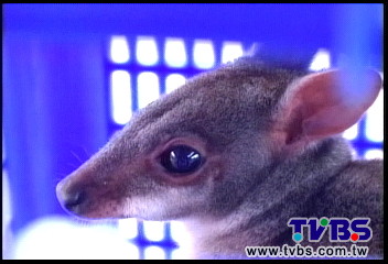 迷你袋鼠落跑　蹺家近月懸賞3萬尋獲