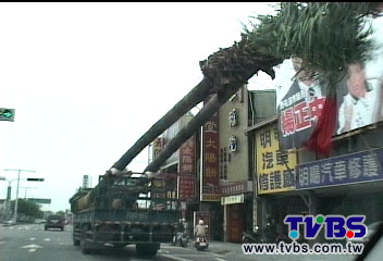 〈獨家〉貨車載超長「椰樹」 驚險上路畫面直擊