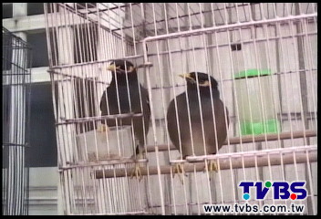 「阿嬤阿嬤」!八哥開口叫 竊賊認栽