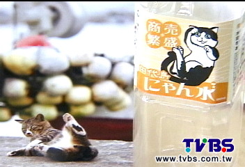 哎呀！貓跌倒照片傳神　獲日金賞獎