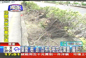 〈獨家〉草菅「樹」命！百株榕樹挖起棄置　曬死？
